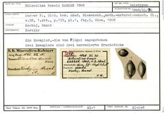 Karteikarte zum Holotyp von Biloculina tenuis Karrer, 1868